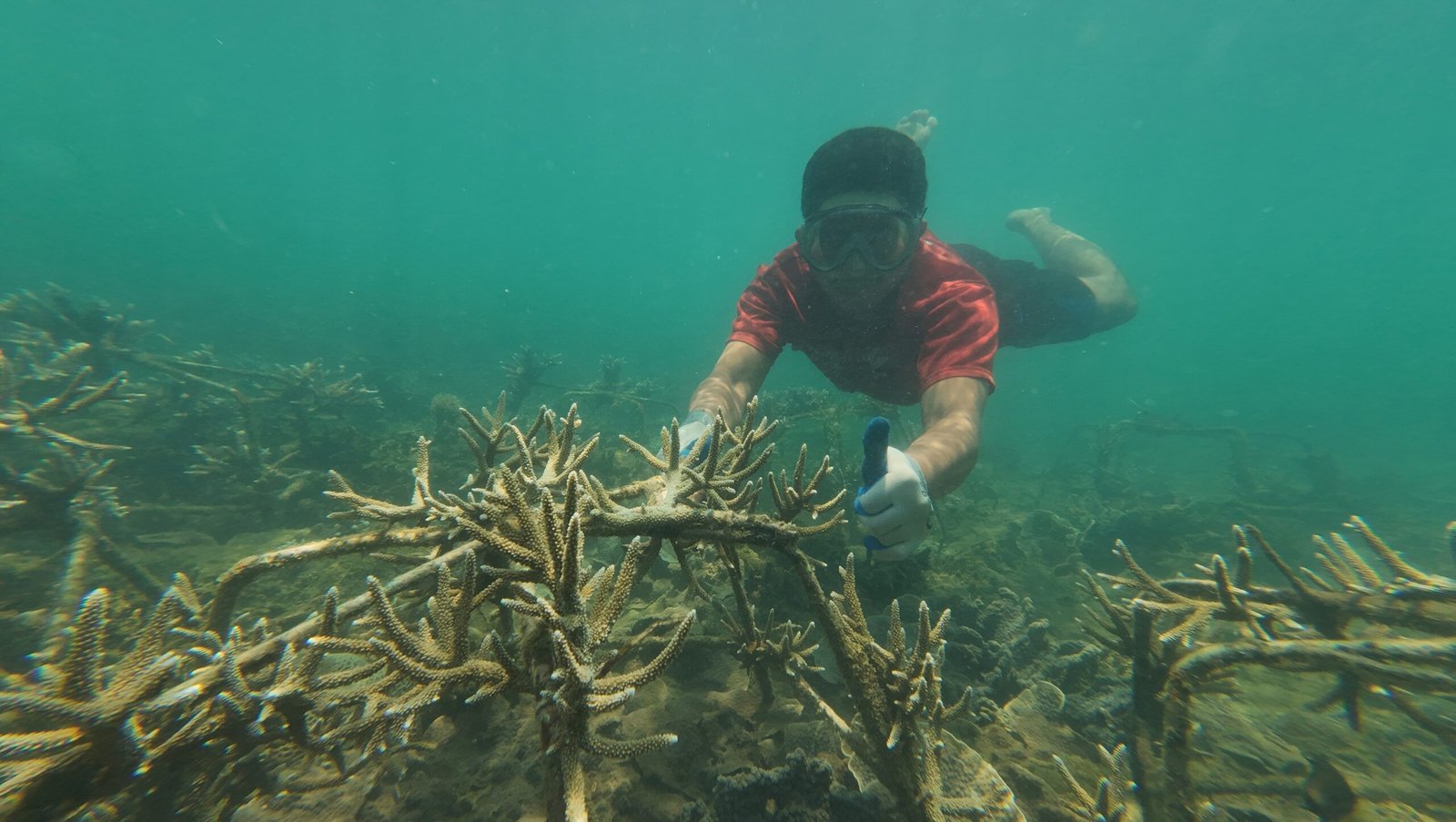 LAZ HARFA BANTEN MONITORING TERUMBU KARANG DI PULAU LIWUNGAN DAN BADUL