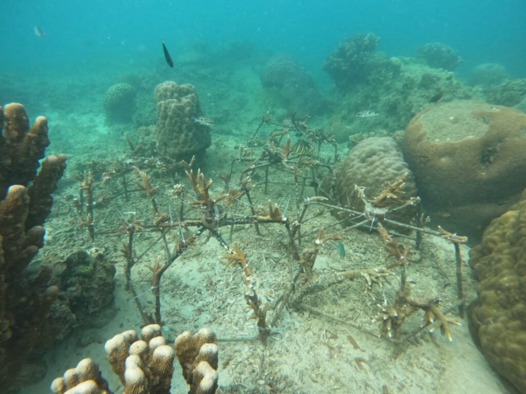 WhatsApp Image 2025 10 28 At 12.07.03 (1)